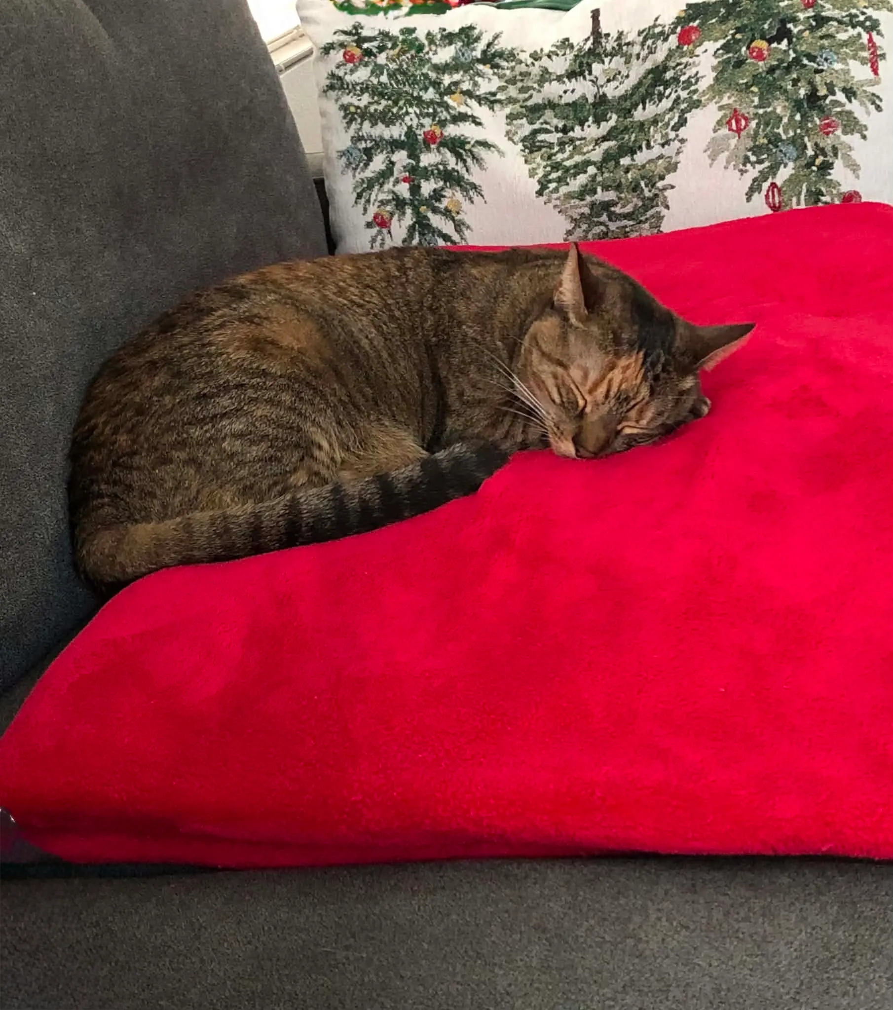 Bridget, Angela's cat, curled up asleep on a red blanket